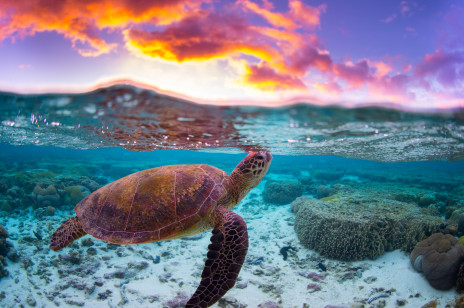 Dzień Ziemi: SodaStream i David Hasselhoff uratują milion żółwi morskich!