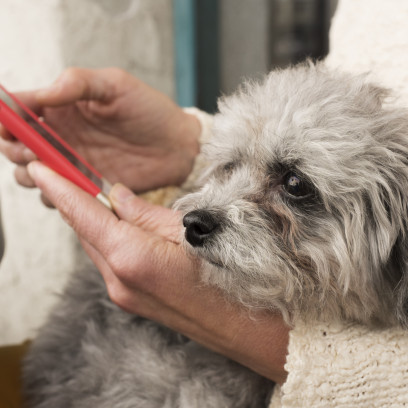 GetPet to aplikacja inspirowana Tinderem, która pomaga psom ze schroniska znaleźć nowy dom!