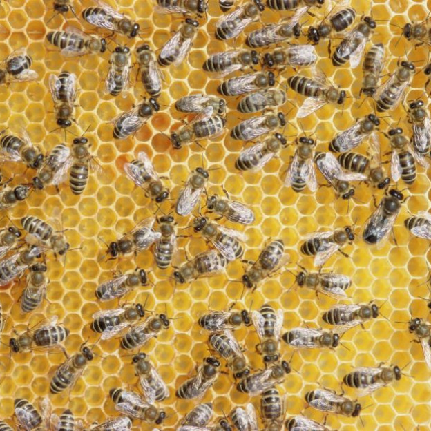 jak-kazdy-z-nas-moze-pomoc-pszczolom-by-uniknely-zaglady-sprawdzcie-bo-wiele-im-zawdzieczamy