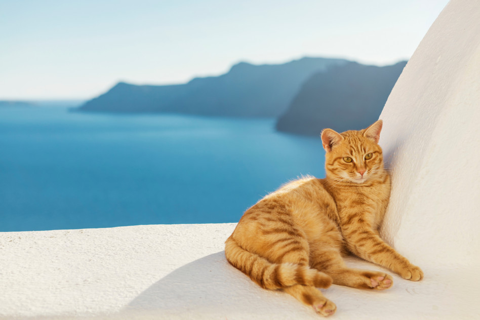 Kochacie koty, morze i Grecję? Praca marzeń czeka!