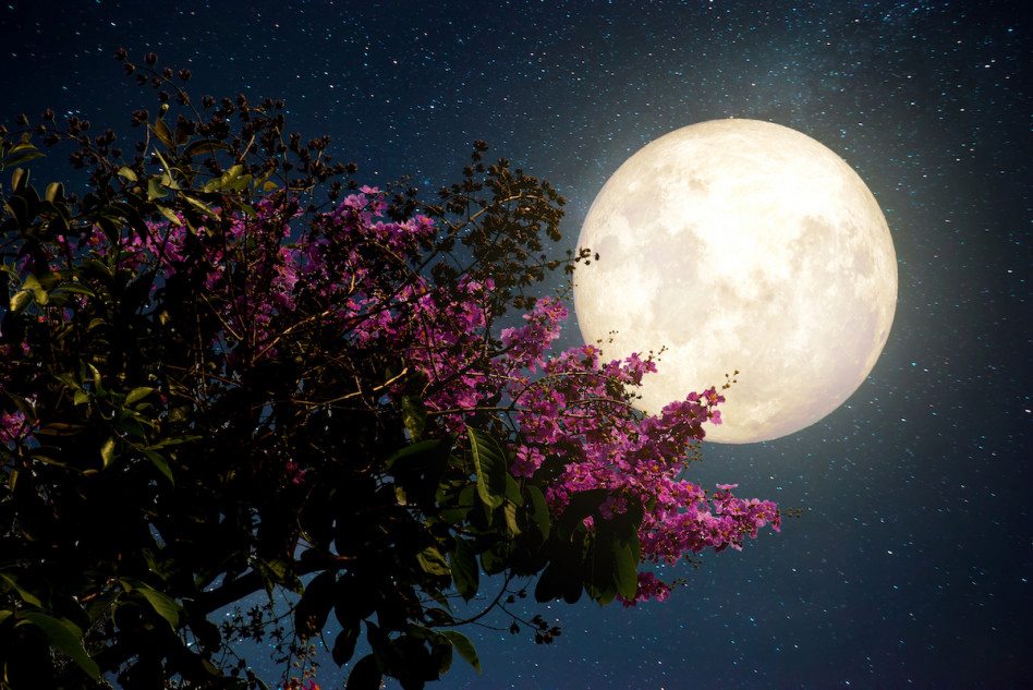 Różowy Księżyc? Już tej nocy będzie można obejrzeć jedno z piękniejszych astronomicznych zjawisk!