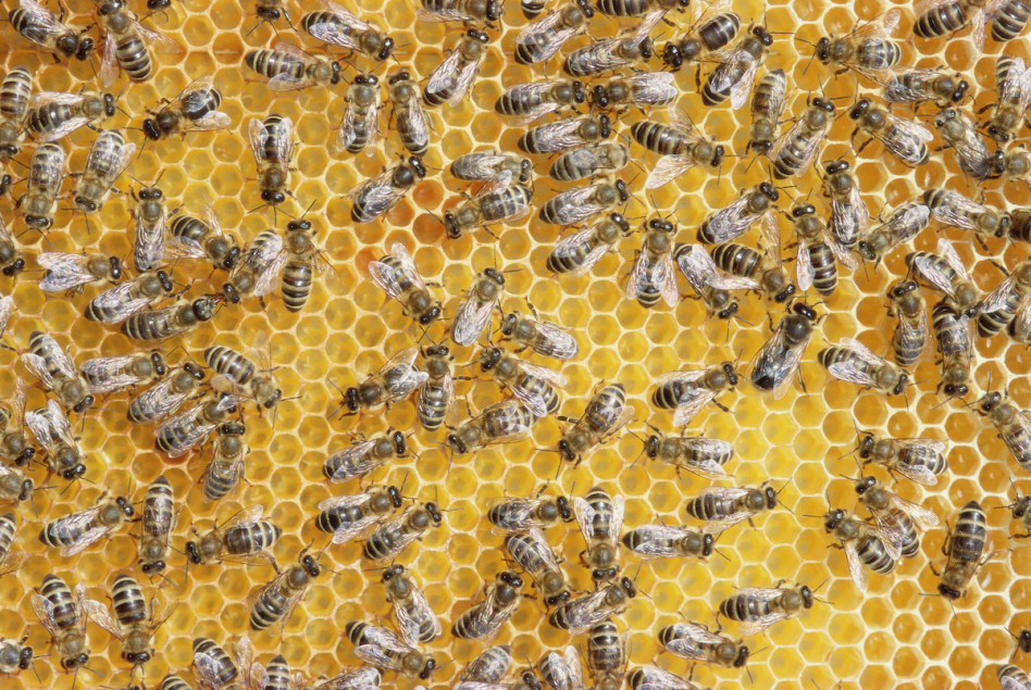 Jak każdy z nas może pomóc pszczołom, by uniknęły zagłady? Sprawdźcie, bo wiele im zawdzięczamy
