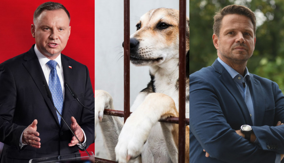 Wybory prezydenckie 2020: Andrzej Duda czy Rafał Trzaskowski – któremu kandydatowi bardziej zależy na ochronie zwierząt?