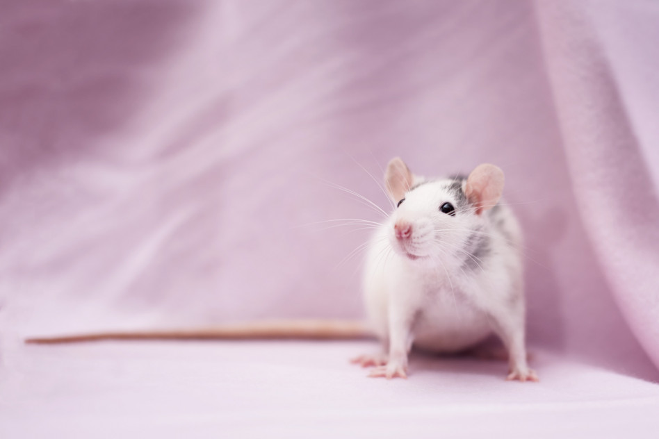 Sennik: myszy. Co oznacza sen o myszach?