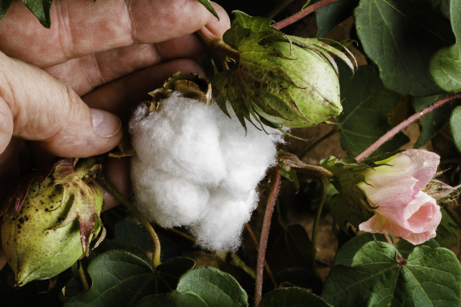 Dlaczego wybierając wkładki higieniczne i podpaski, warto sięgnąć po te z bawełny organicznej? 3 powody, które warto znać