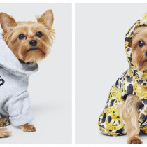 Kolekcja dla psów Moschino x H&M!