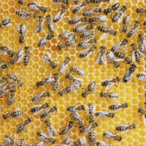 Jak każdy z nas może pomóc pszczołom, by uniknęły zagłady? Sprawdźcie, bo wiele im zawdzięczamy