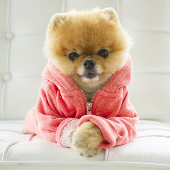 5 najbardziej stylowych psów na Instagramie / Instagram @jiffpom