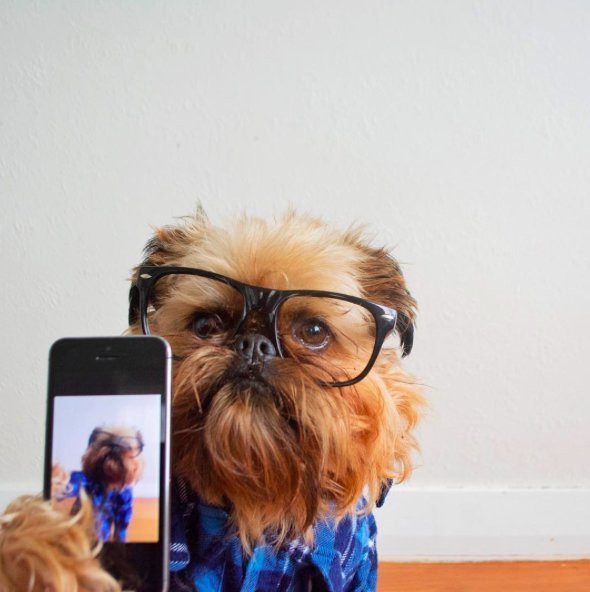5 najbardziej stylowych psów na Instagramie / Instagram @digbyvanwinkle