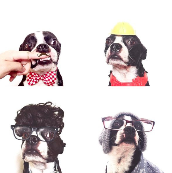 5 najbardziej stylowych psów na Instagramie / Instagram @otisbarkington
