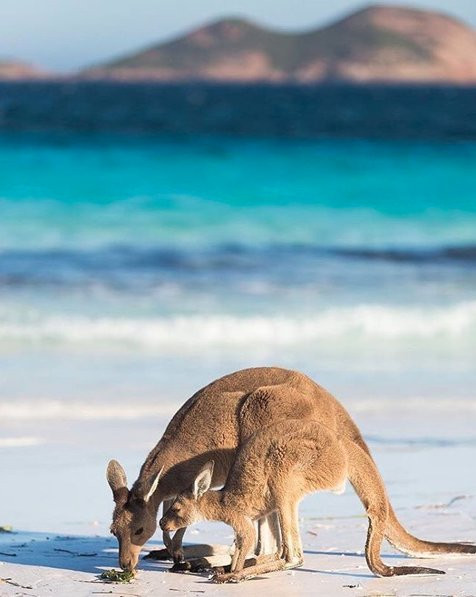 Te zdjęcia sprawią, że zaczniecie planować podróż do Australii
