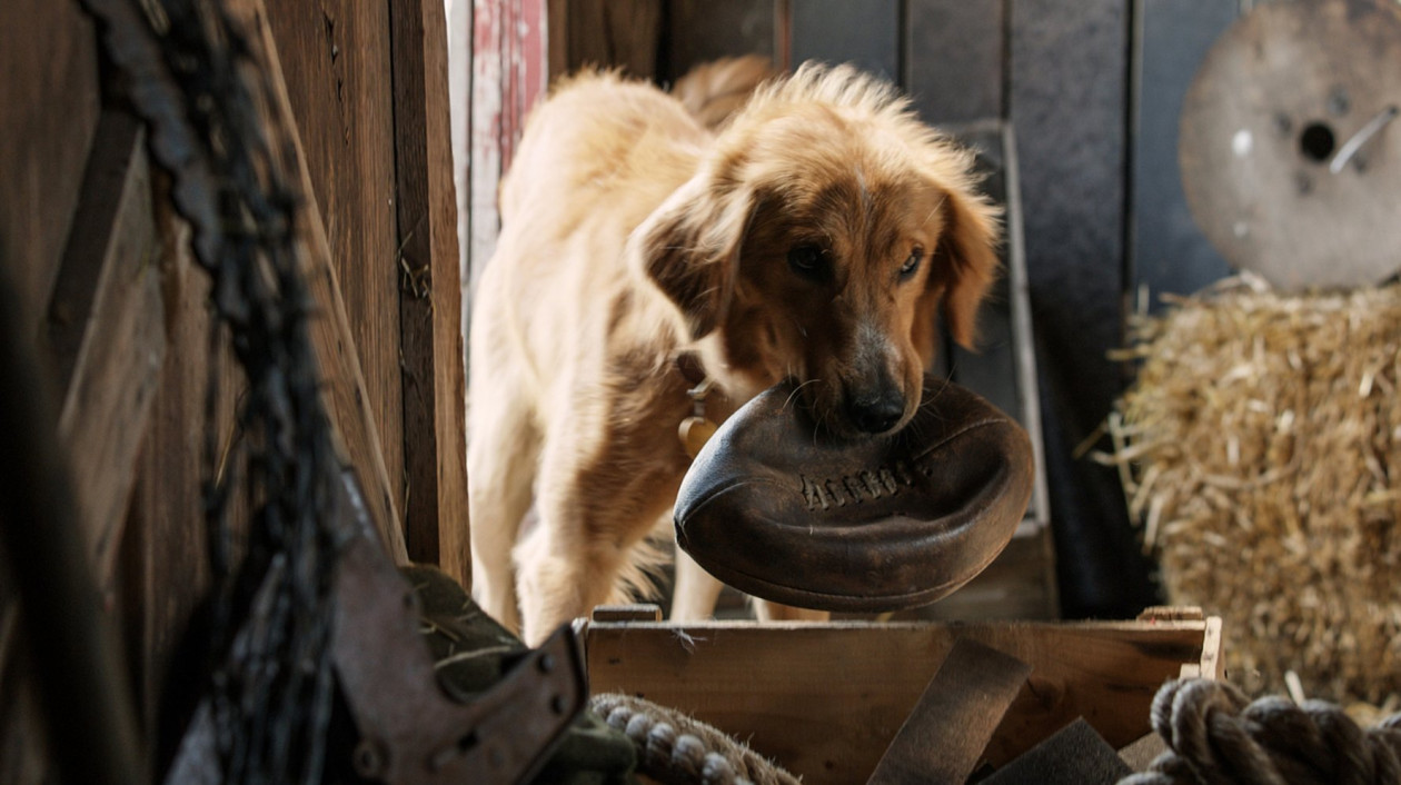 Premiera filmu "Był sobie pies" anulowana. Obrońcy praw zwierząt są oburzeni!