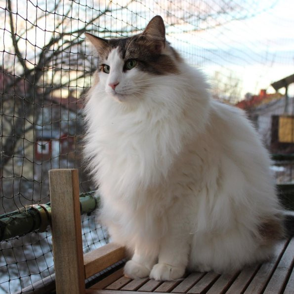 Kot Norweski Leśny