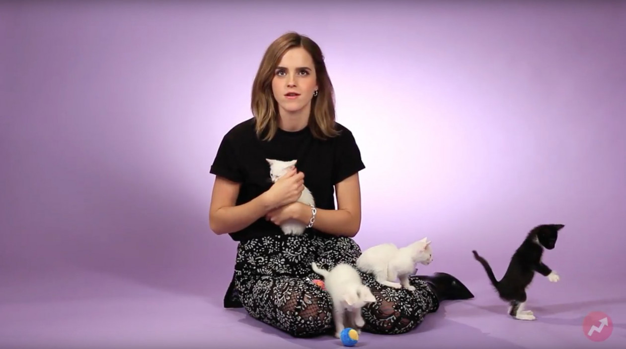 Emma Watson udziela wywiadu otoczona małymi kociętami