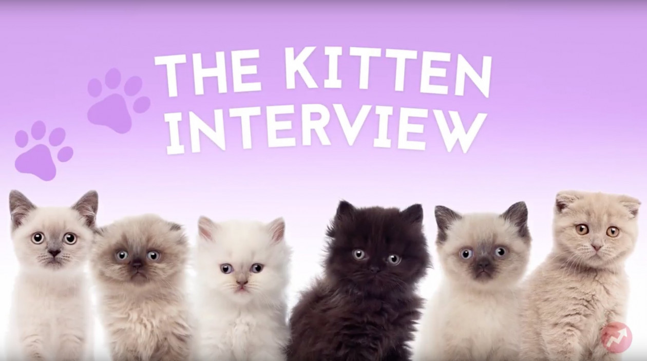 Emma Watson udziela wywiadu otoczona małymi kociętami