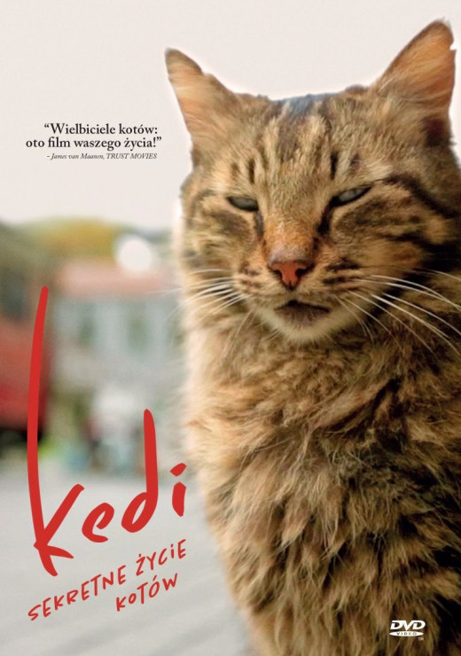 Film DVD „Kedi. Sekretne życie kotów”, 39,90 zł
