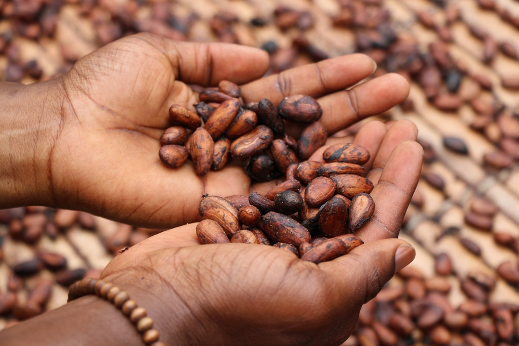 Do stworzenia 286 tabliczek czekolady potrzeba ziaren z 10 drzew kakaowca.