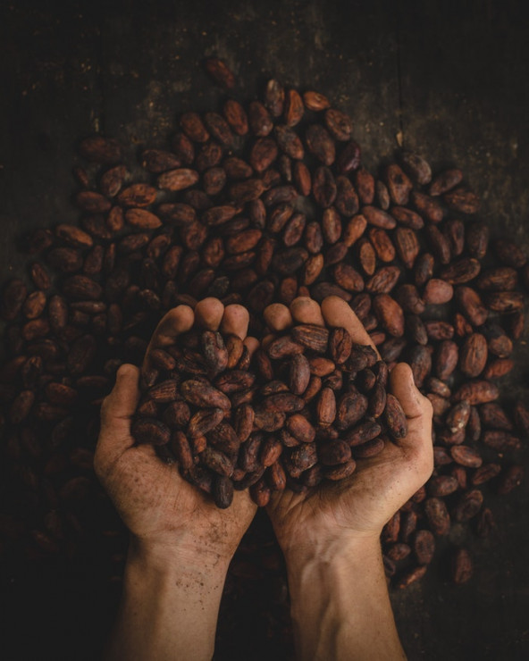 Kakaowiec potrzebuje ściśle okreslonych warunków do uprawy - wysokiej wilgotności, rzadkich opadów i stałej temperatury.