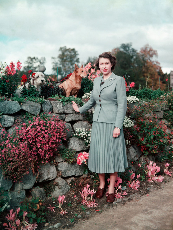 Królowa Elżbieta II i jej psy