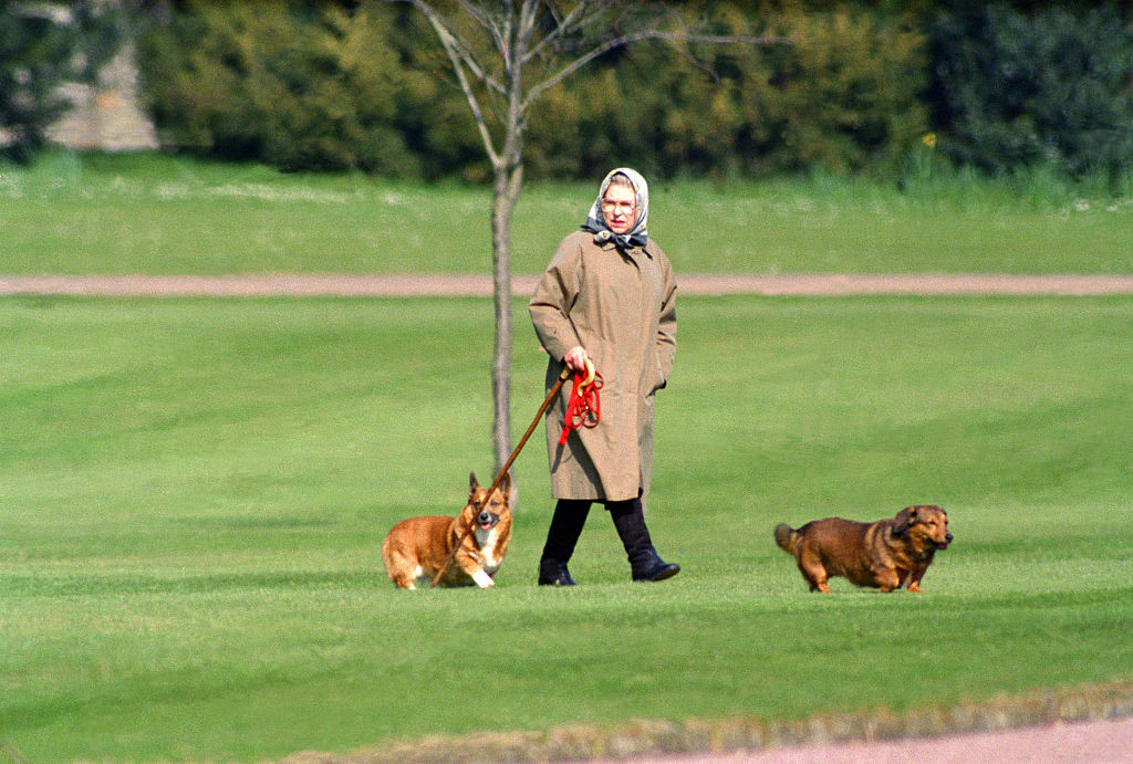 Królowa Elżbieta II i jej psy